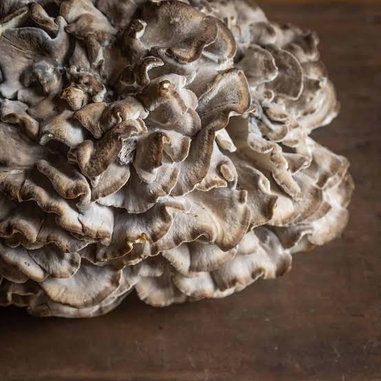 Mushrooms - Hen of the Woods