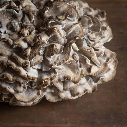 Mushrooms - Hen of the Woods