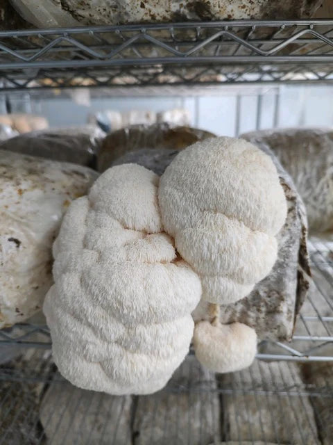 Mushrooms, Lion's Mane - Bulk