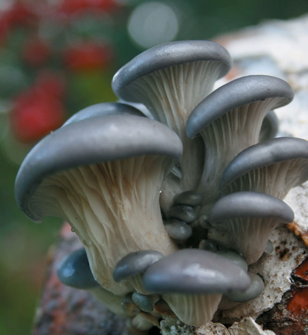 Mushrooms, Gray Dove Oyster - Bulk