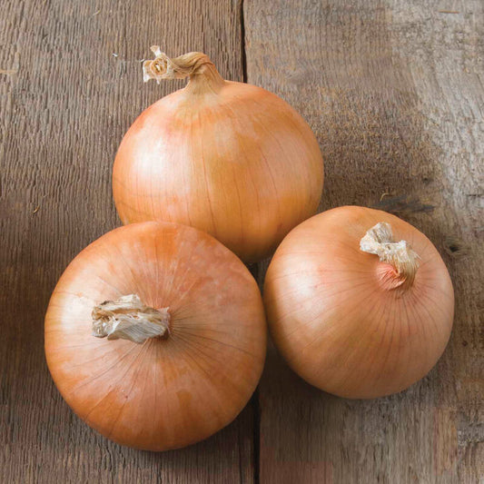 Candy Onions, Large