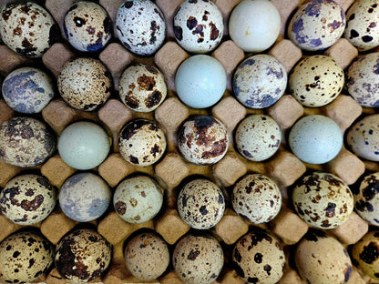 Quail Eggs - 2 Dozen