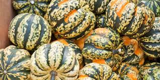 Winter Squash, Acorn (Carnival Mix) - Bulk