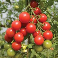 Cherry Tomatoes