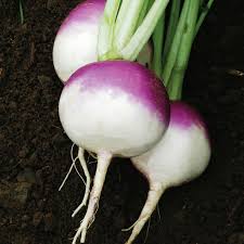 Turnips - Purple Top