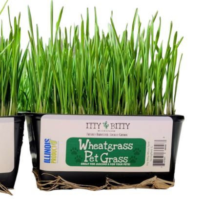 Microgreens - Wheatgrass