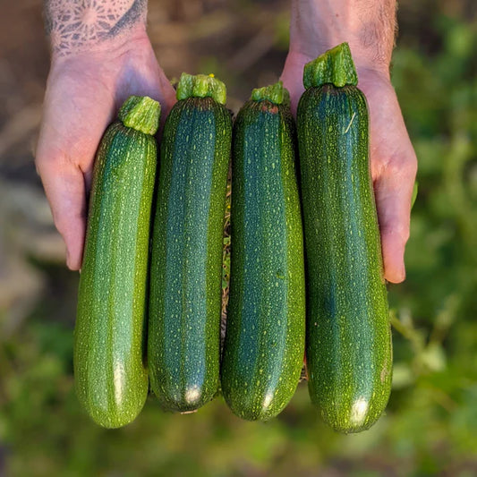 Zucchini